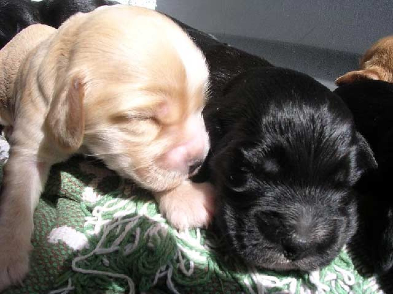cachorros