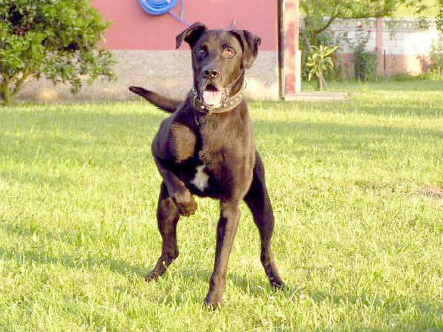 perro negro