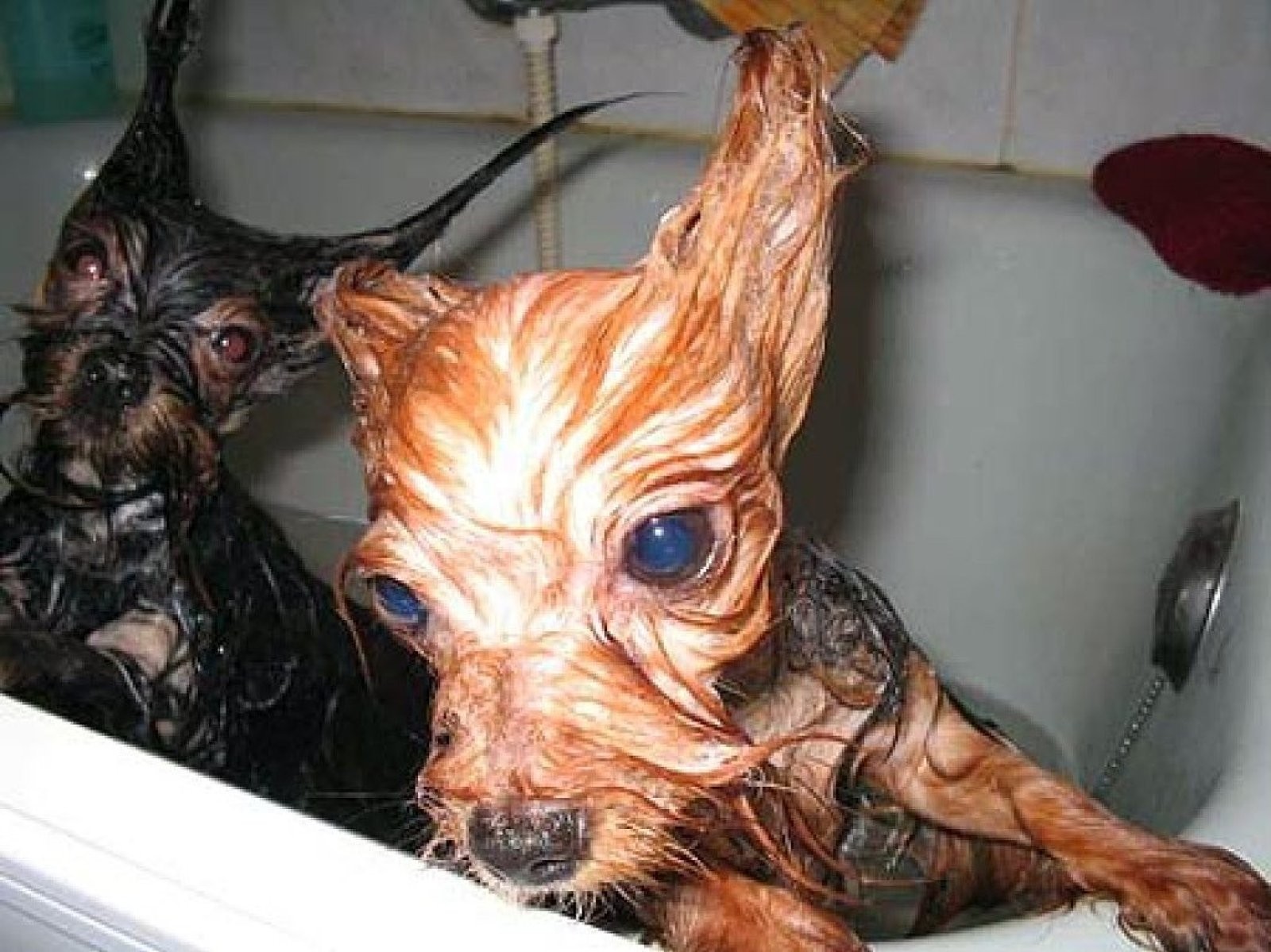 perro