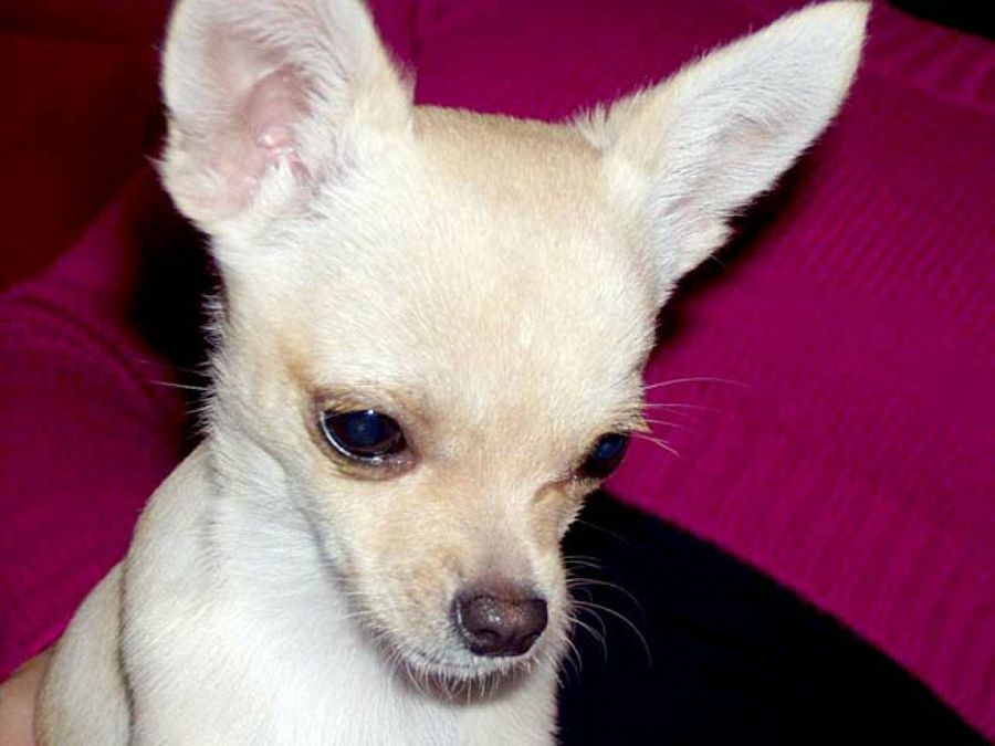 chihuahua