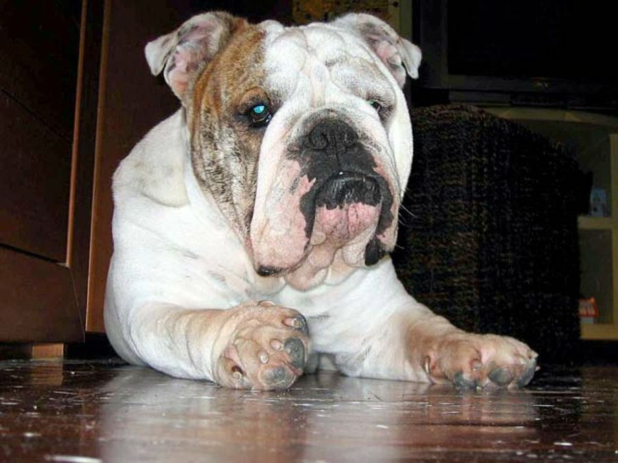 bull dog