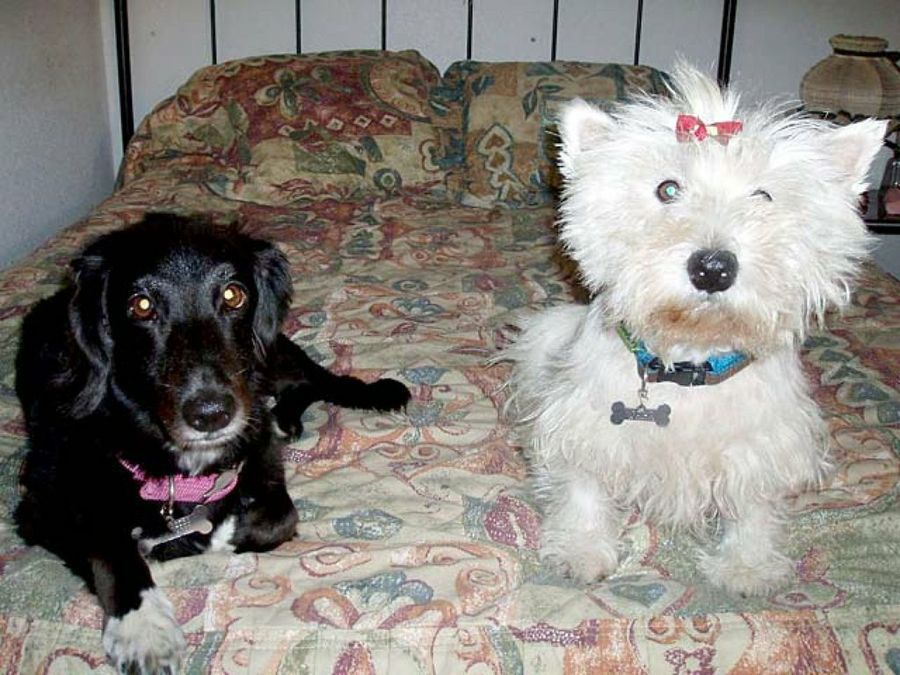 perros blanco y negro