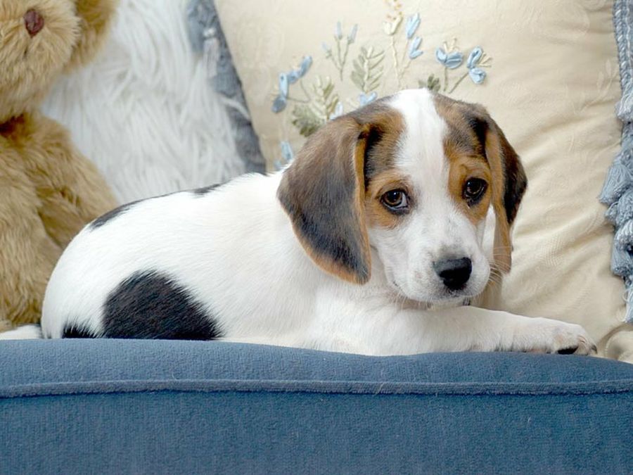 cachorro beagle