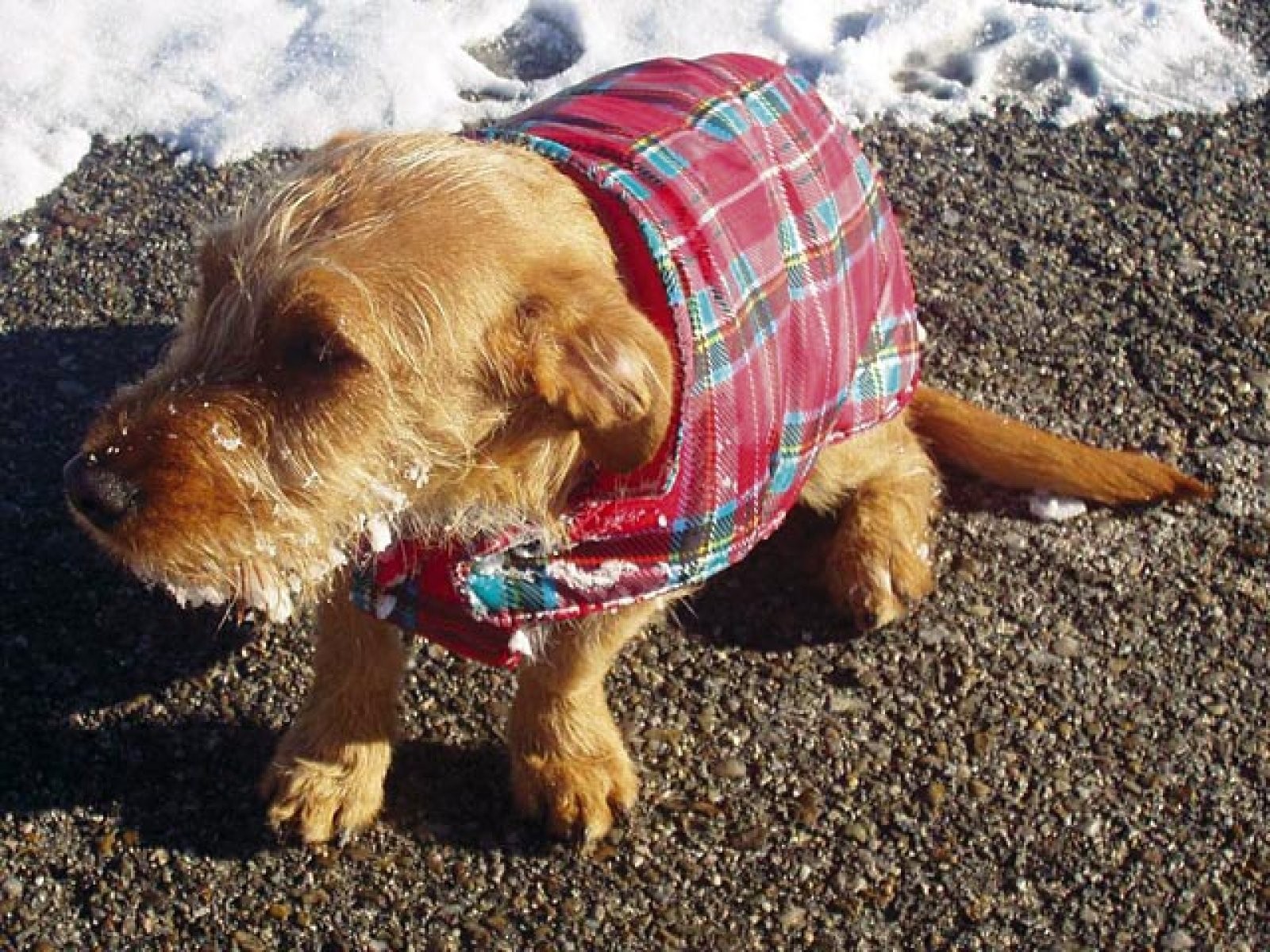 perro con abrigo