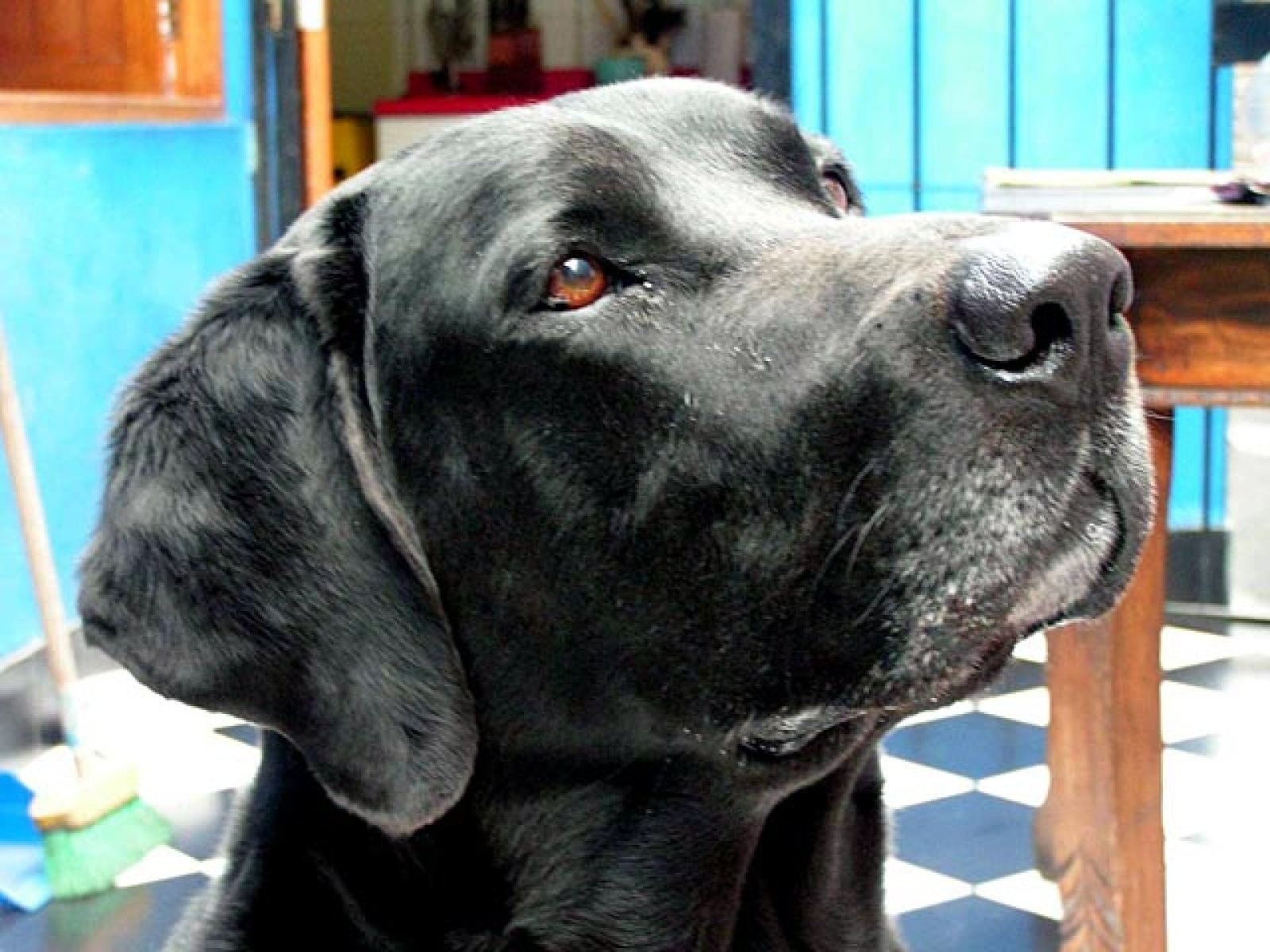 perro negro