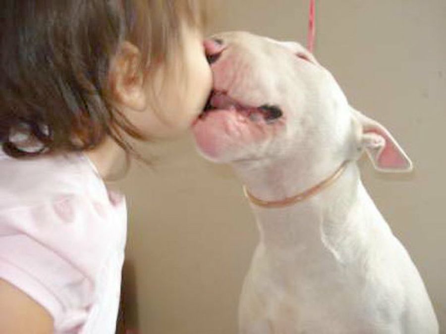 Bull terrier con niña