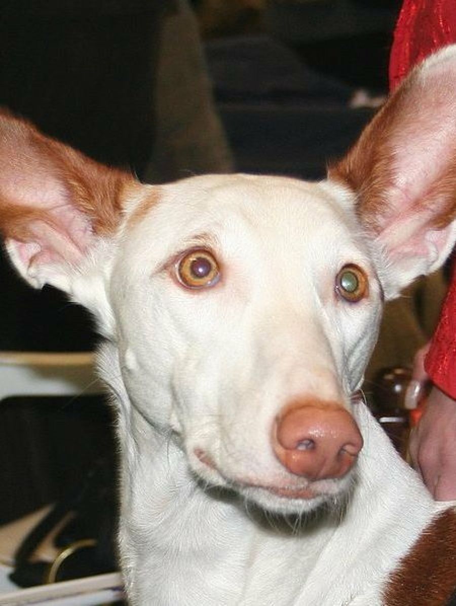 Podenco Ibicenco