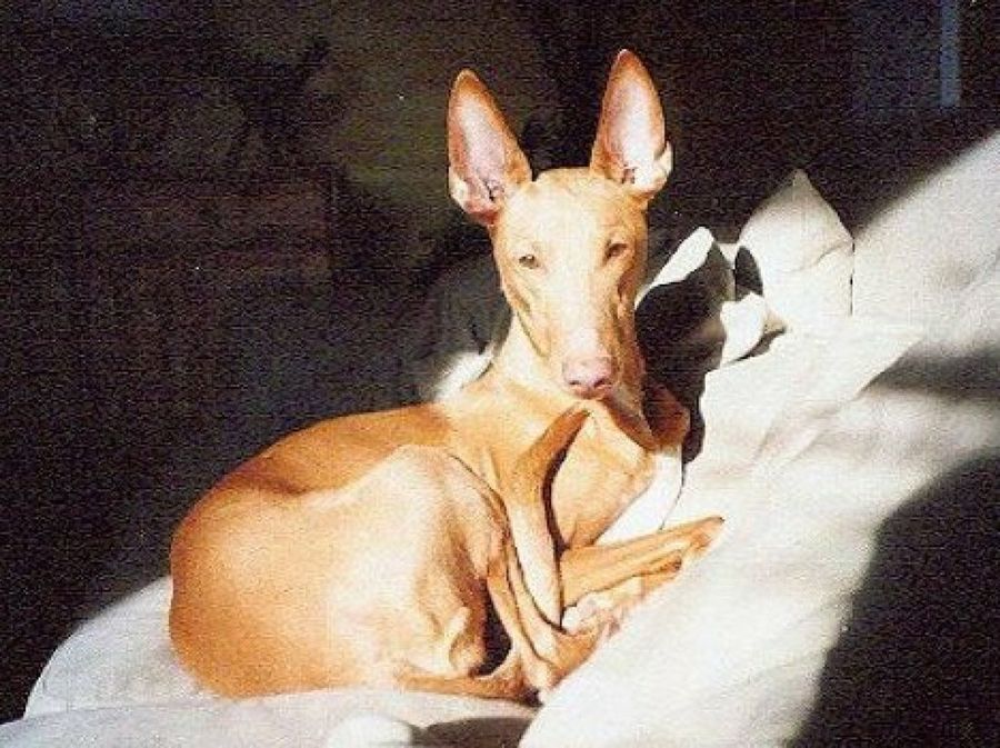 Podenco Ibicenco