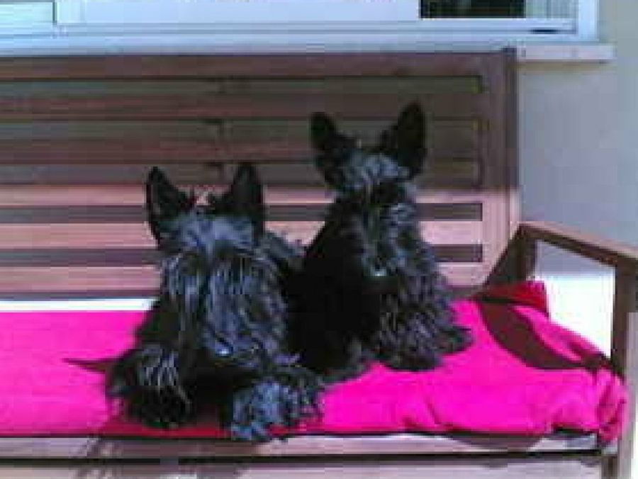 Scottish Terrier