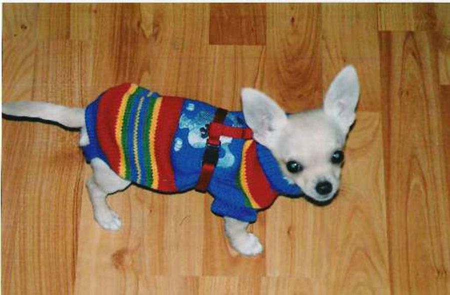 chihuahua con jersey