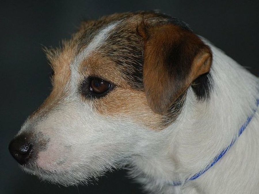 Jack Russell Terrier