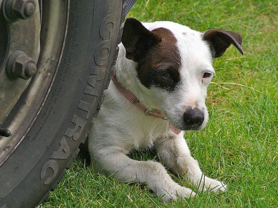 Jack Russell Terrier