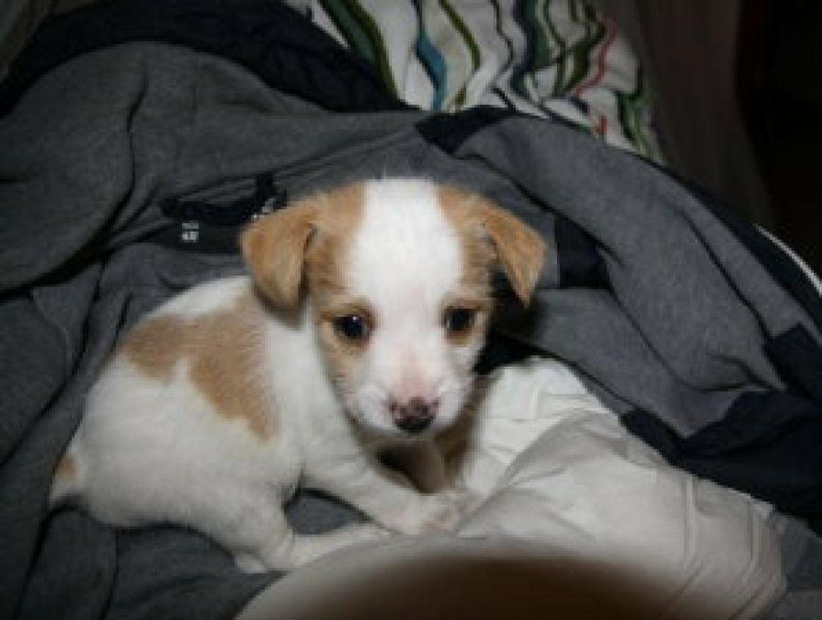 Jack Russell Terrier