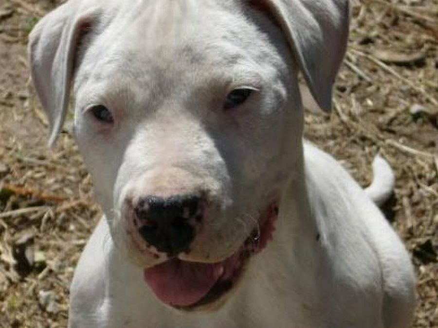 Dogo Argentino
