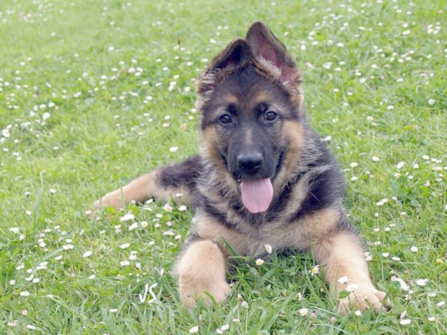 pastor alemán pequeño