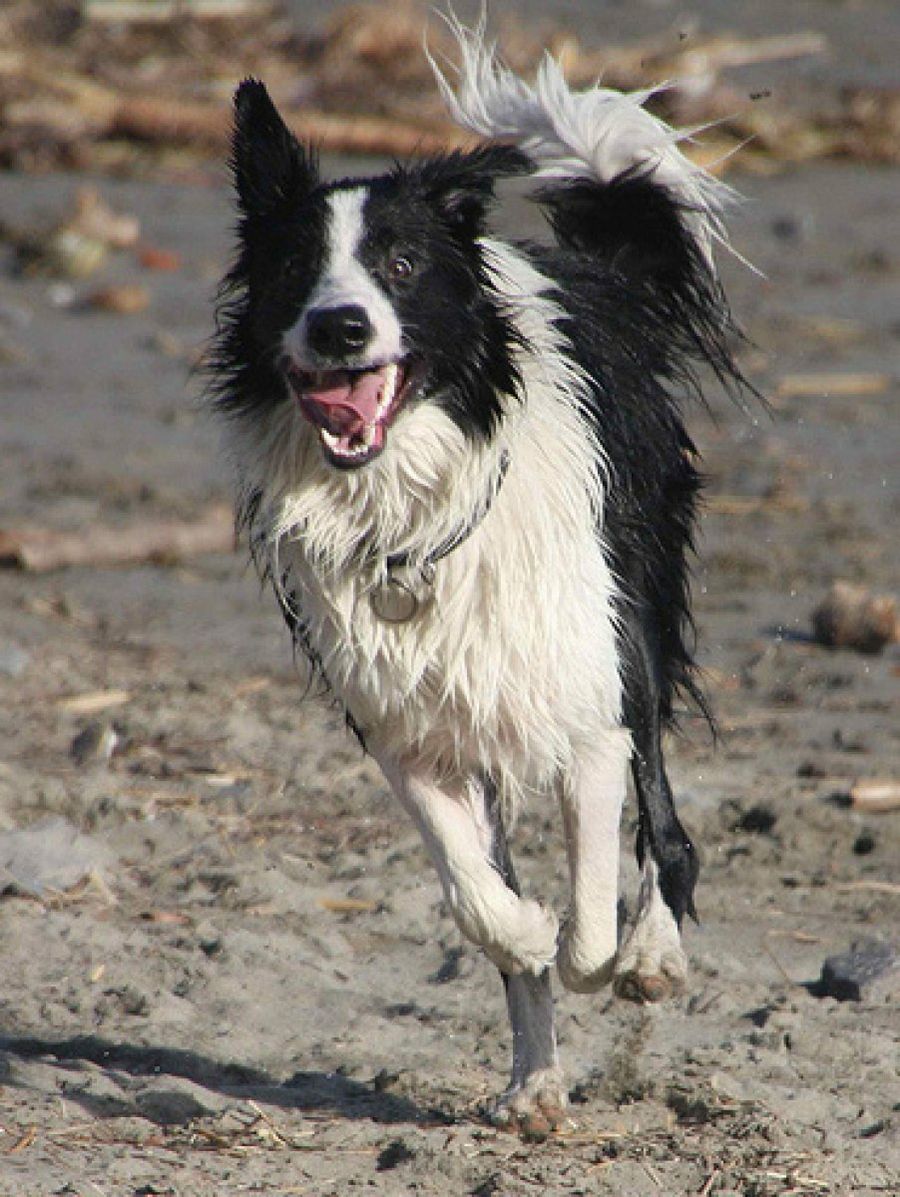 Collie
