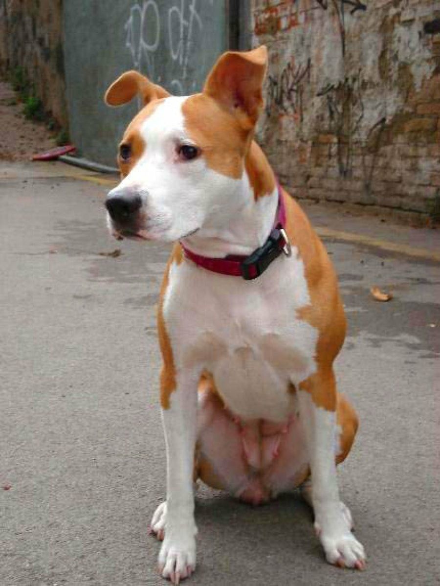 perro marrón y blanco