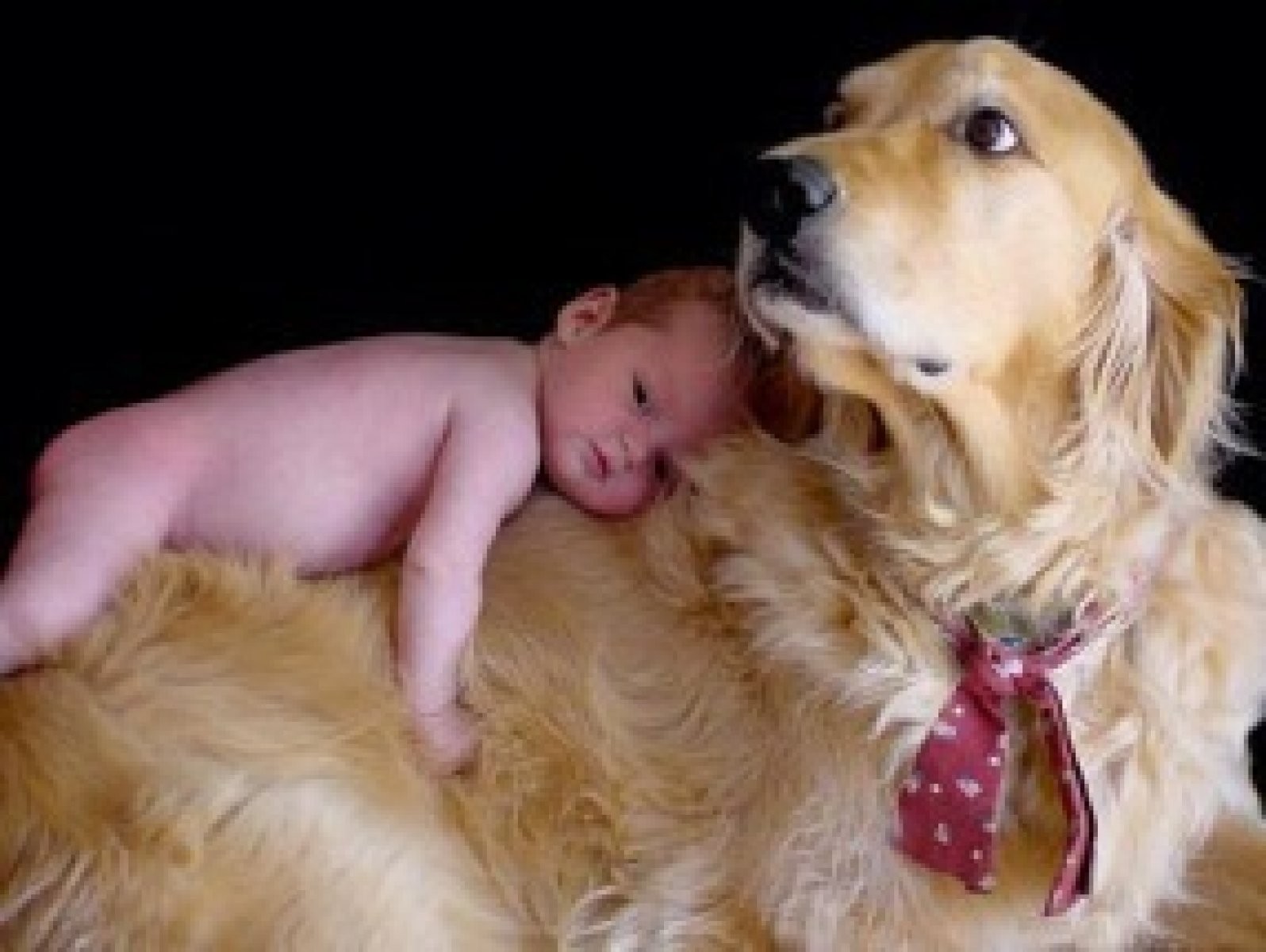 bebé con perro