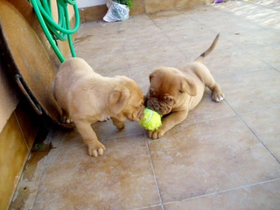cachorros jugando