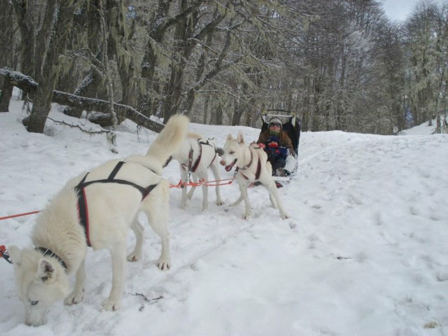 perros en trineo