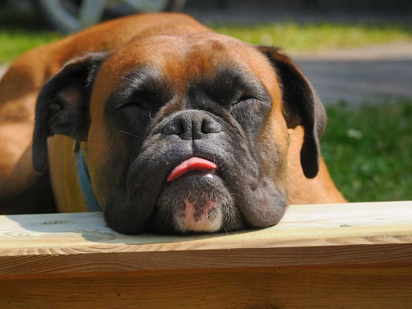 perro
