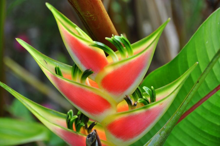 Características de los jardines tropicales | Plantas