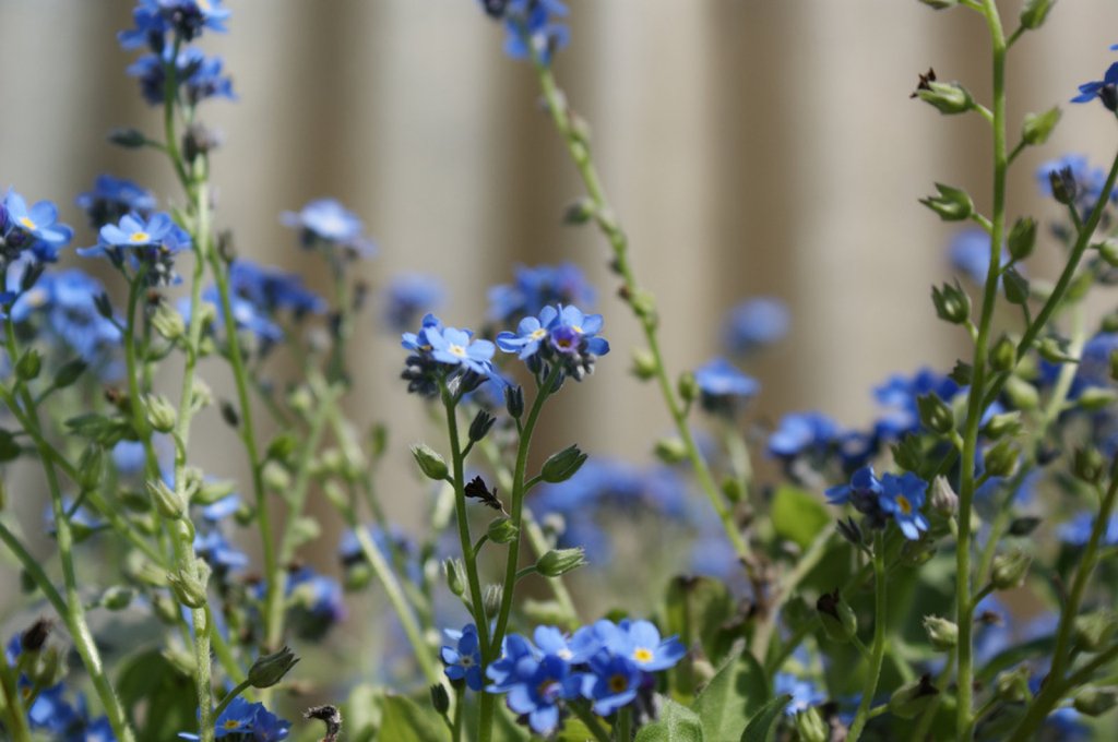 El Nomeolvides | Plantas