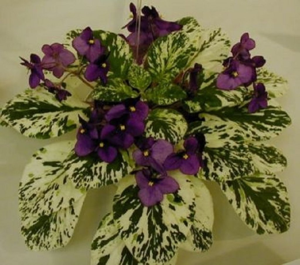 La violeta africana y sus variados colores | Plantas