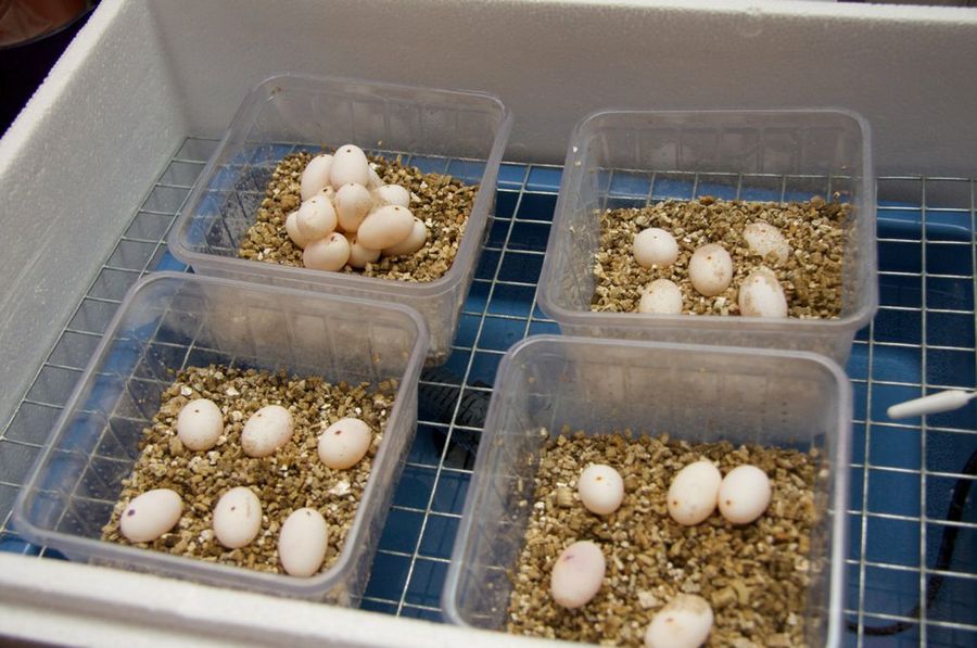 cisne más palo Hacer una incubadora de huevos es facilísimo | Mascotas