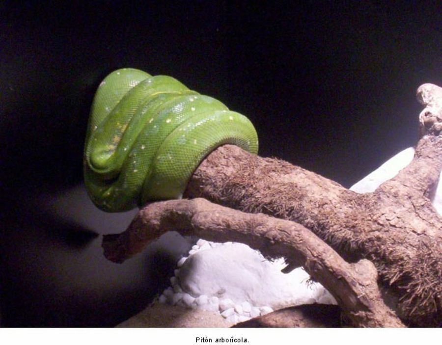 pitón