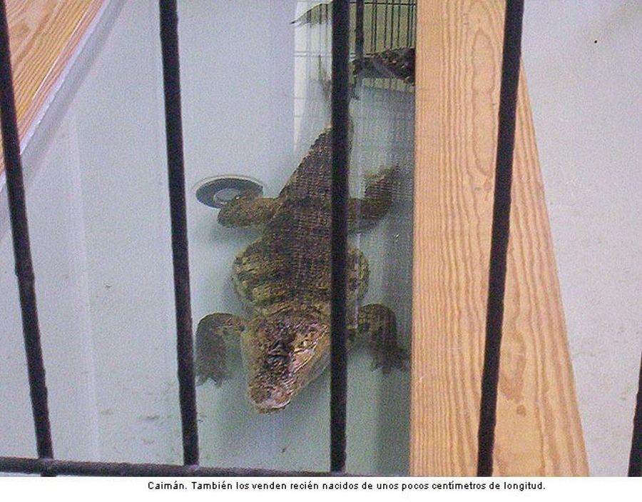 caimán