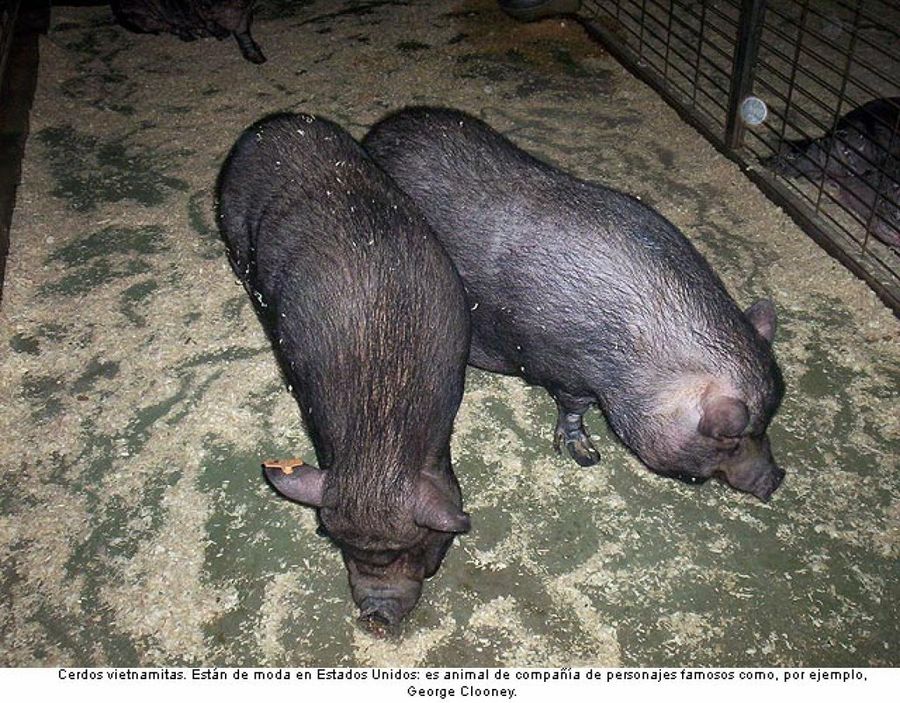 cerdo