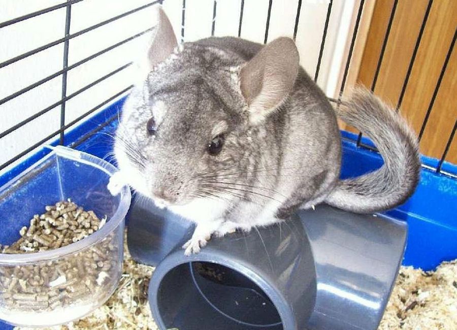 Chinchilla