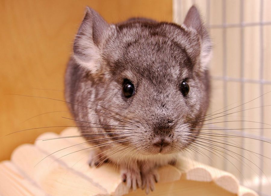Chinchilla