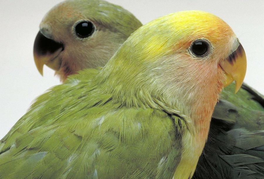Pájaros