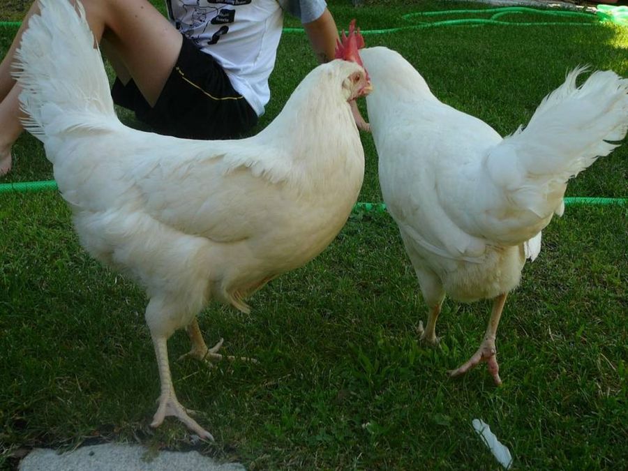 Gallinas