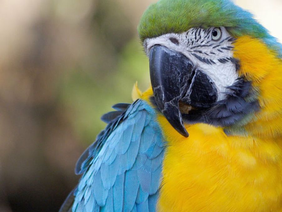 loro verde&azul&amarillo
