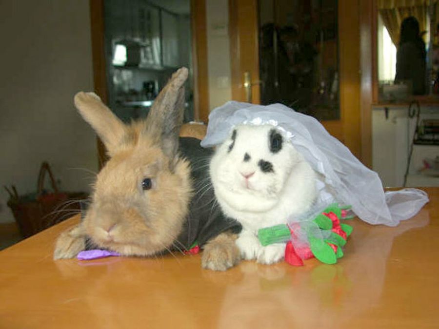 boda de conejos