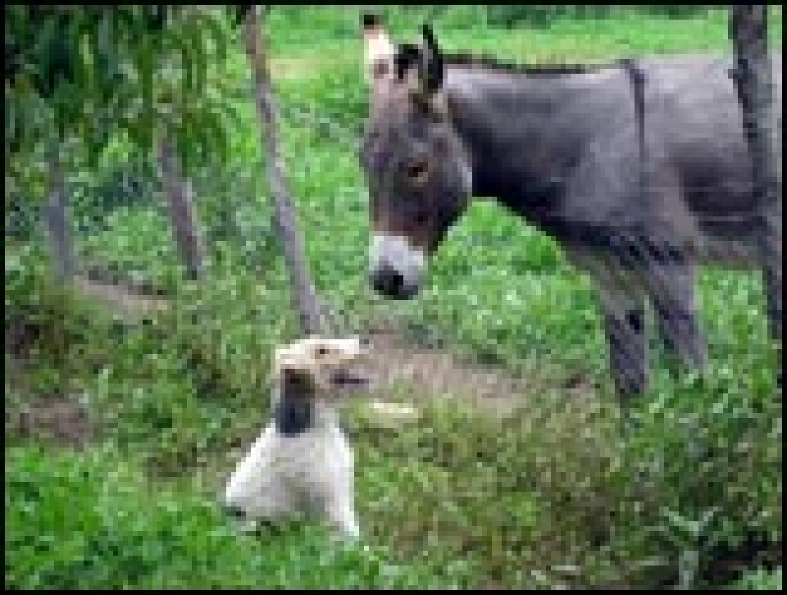 Gu&iacute;a del ocio con animales de compa&ntilde;&iacute;a