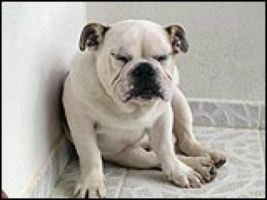 perro blanco dormido