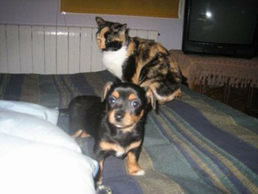 perro y gato