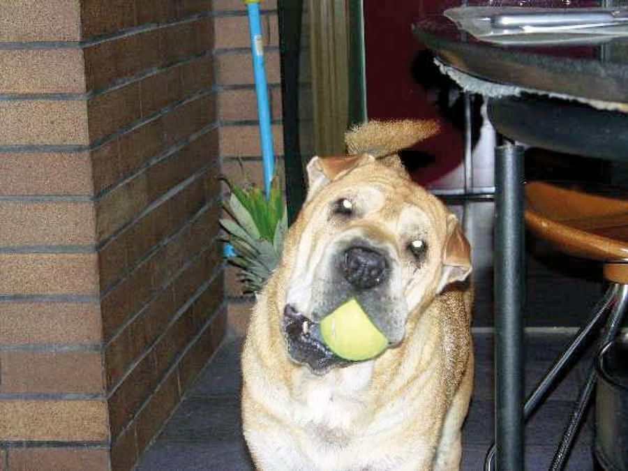 perro con una pelota