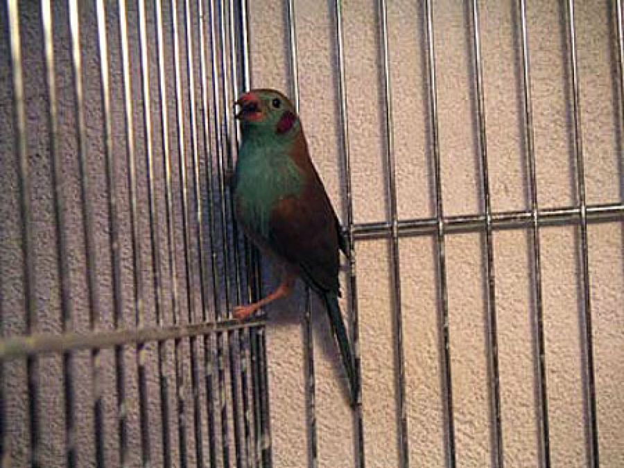 azulito en jaula