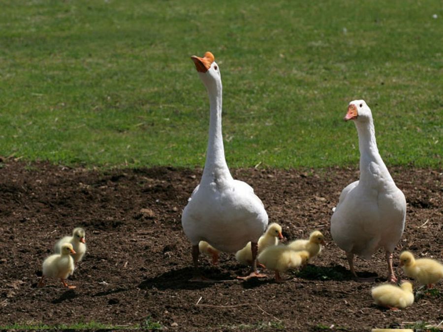 gansos