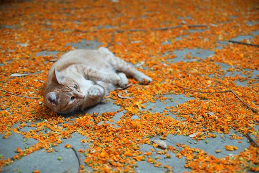 gato echado en el suelo
