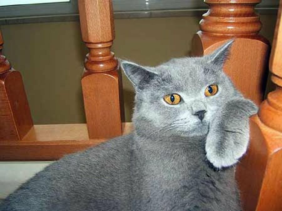 gato gris