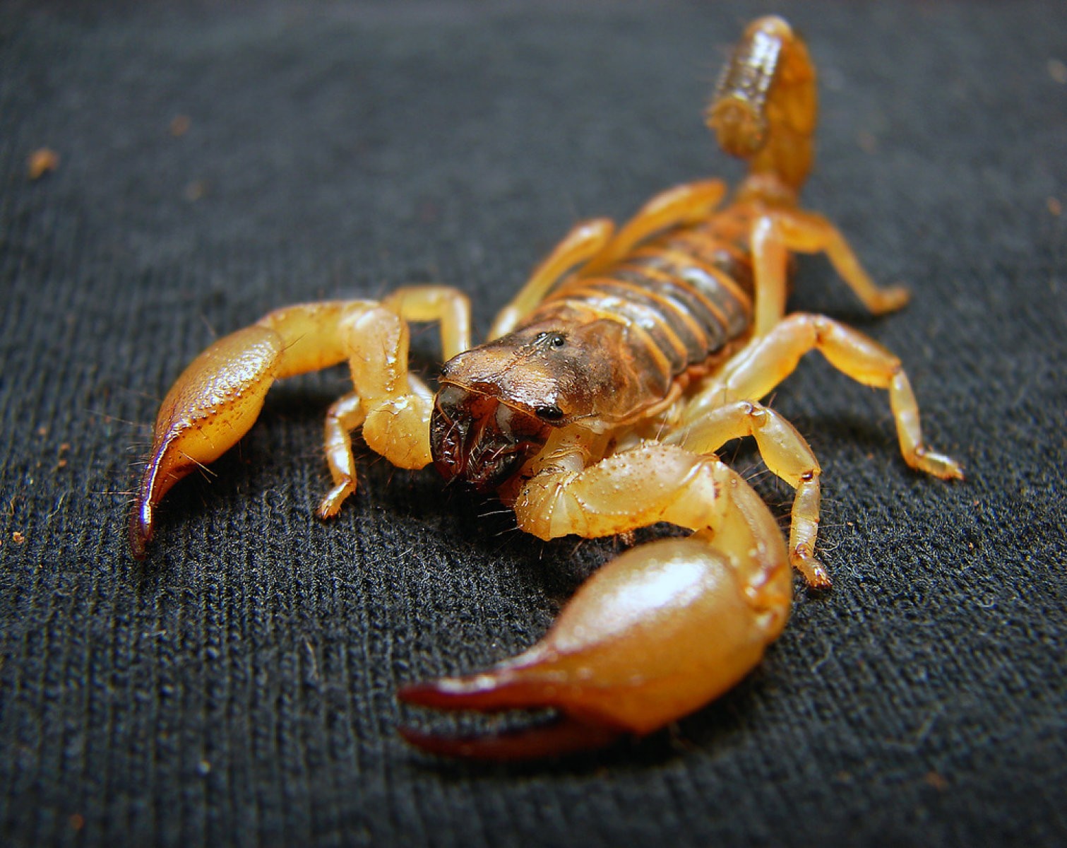 escorpión marrón