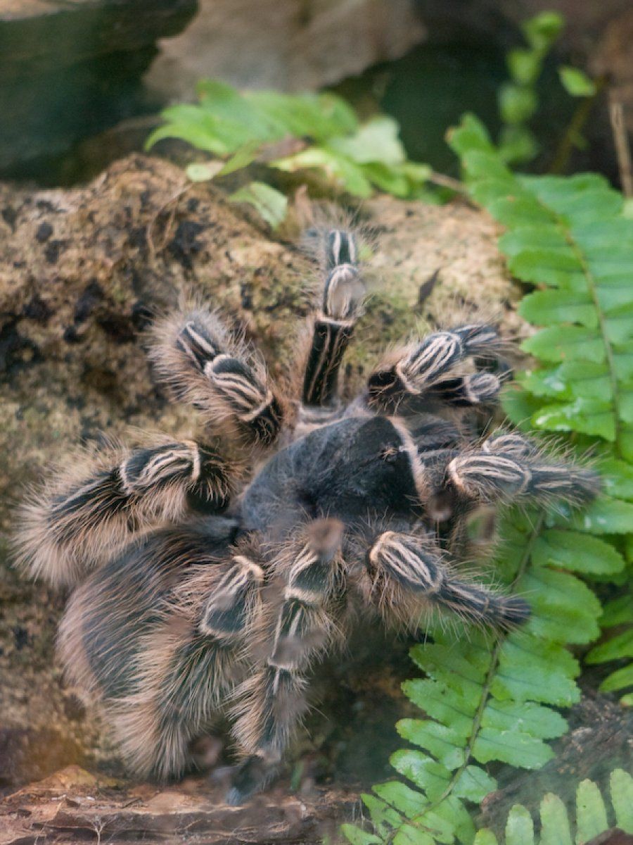 tarántula3