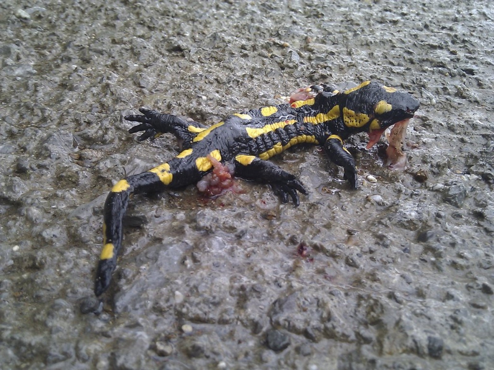 salamandra2