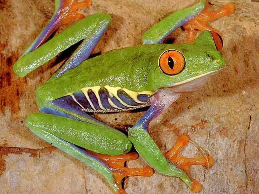 rana con ojos naranjas